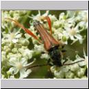 Stenopterus rufus - Spitzdeckenbock 03.jpg